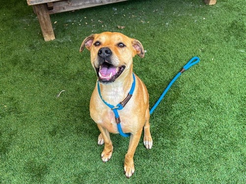 SUMMER - Labrador Retriever / Boxer available for adoption