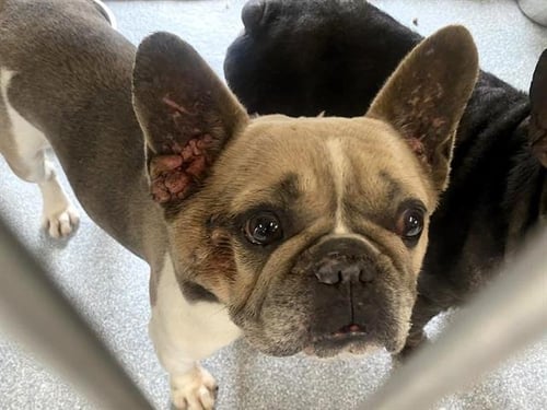 BEN - French Bulldog available for adoption