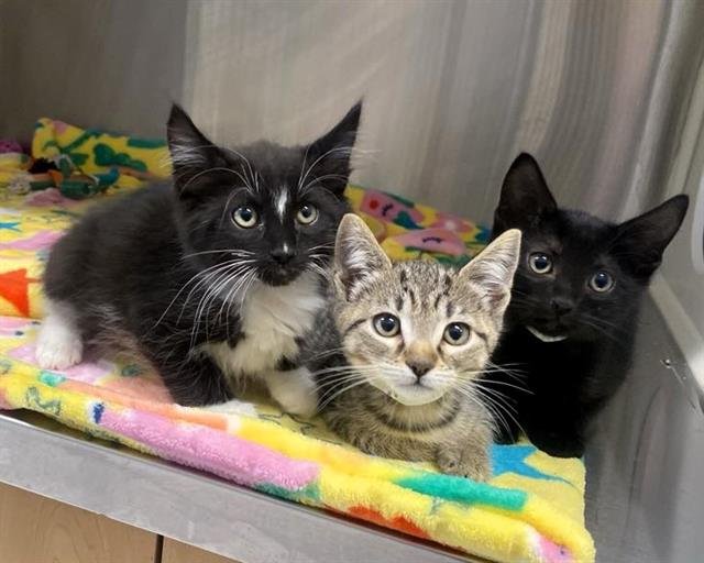 HERMOSA - Domestic Short Hair available for adoption