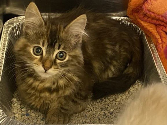 ELOISE - Domestic Long Hair available for adoption