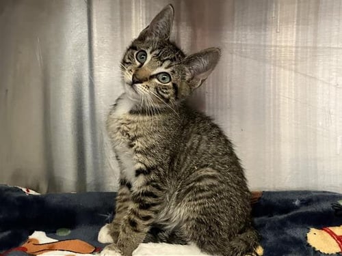 WYATT EARP - Domestic Short Hair available for adoption