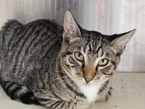 WYATT EARP - Domestic Short Hair for adoption in Garden Grove