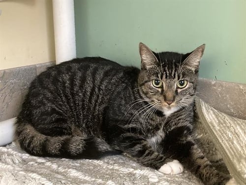 BETTY - Domestic Short Hair available for adoption