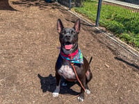 LOUIE - Photo 1