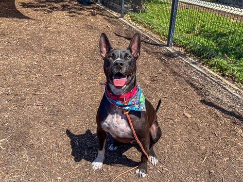 LOUIE - Pit Bull Terrier available for adoption
