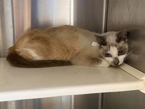 HEATHER - Siamese available for adoption