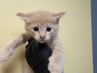 CHUDDLES - Photo 1
