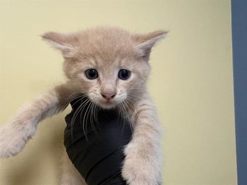 CHUDDLES - Domestic Short Hair available for adoption