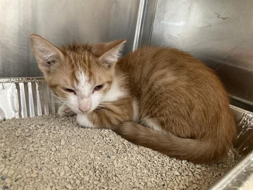 TOM YUM - Domestic Short Hair available for adoption