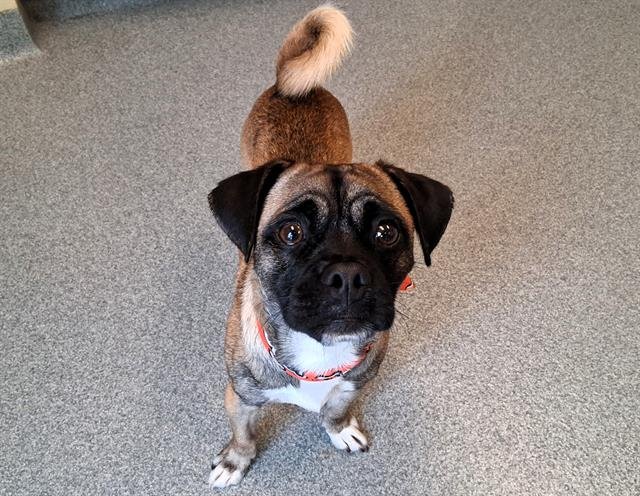 WYATT - Pug / Chihuahua available for adoption