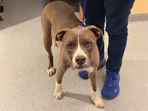 LEILA - Pit Bull Terrier available for adoption