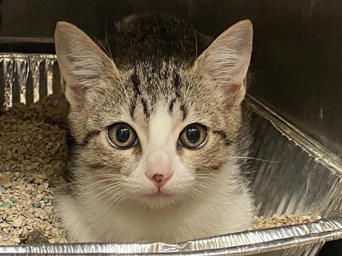 EVE - Domestic Short Hair available for adoption