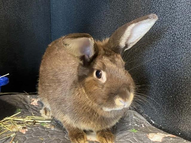 CADBURY Image