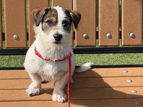 GEORGIE - Parson Russell Terrier / Cairn Terrier available for adoption