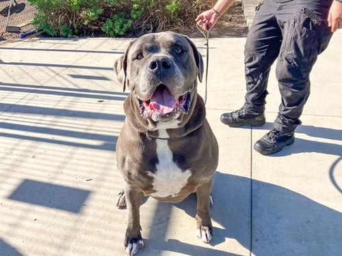 OBIE - Mastiff available for adoption