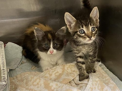 RUMBLE - Domestic Short Hair available for adoption