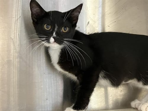 FIFA - Domestic Short Hair available for adoption