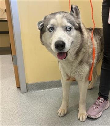 JAMES - Siberian Husky available for adoption