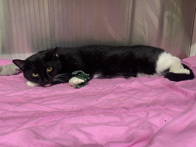 DANA - Domestic Short Hair available for adoption