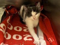 CALYPSO - Photo 1