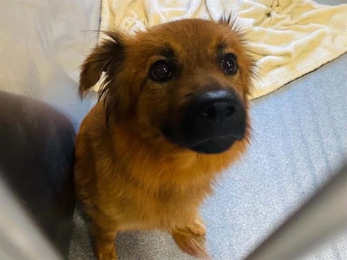 DANIEL - Chow Chow / Australian Shepherd available for adoption