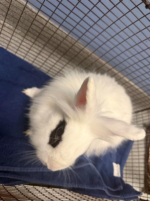 MEZUKI - Longhaired Rabbit available for adoption