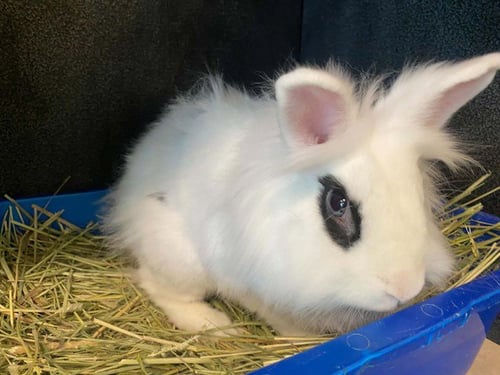 MEZUKI - Longhaired Rabbit available for adoption