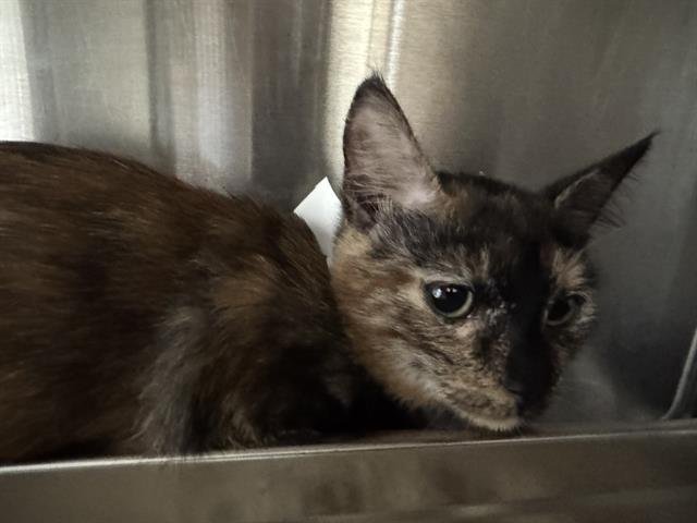 CINDY - Domestic Short Hair available for adoption