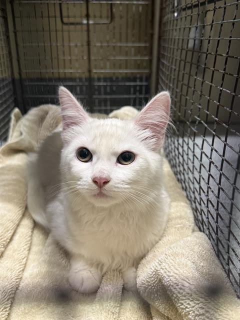 MIRANDA - Domestic Short Hair available for adoption