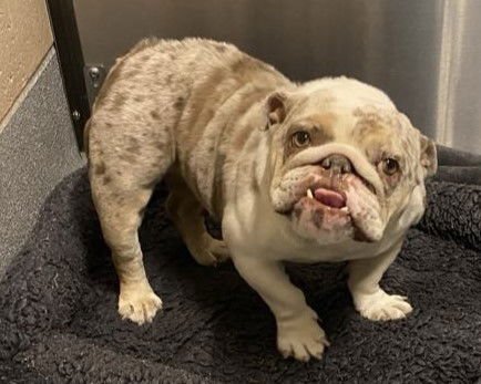 ESMERALDA - English Bulldog available for adoption