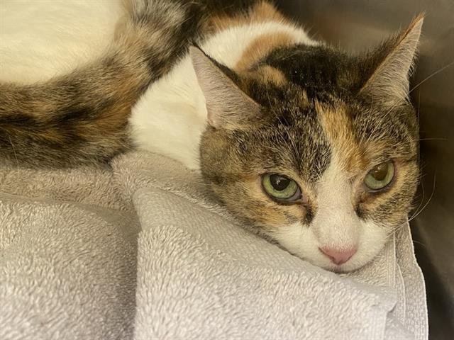 CALI - Domestic Short Hair available for adoption