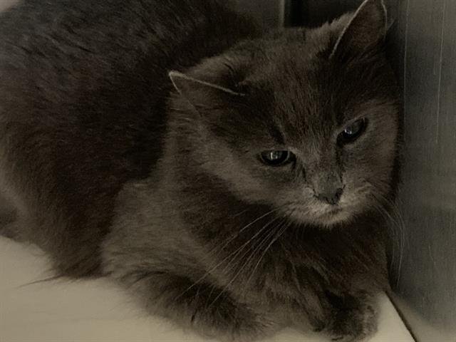 EVE - Domestic Long Hair available for adoption