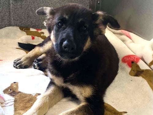 WINDY - German Shepherd Dog available for adoption