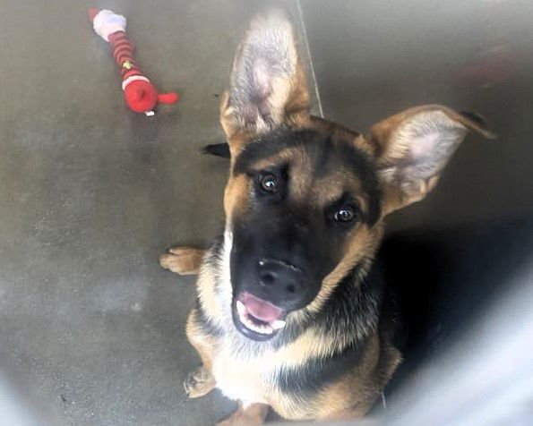 SEBASTIAN - German Shepherd Dog available for adoption