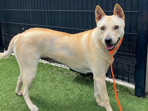 CALI - Jindo (Korean) available for adoption