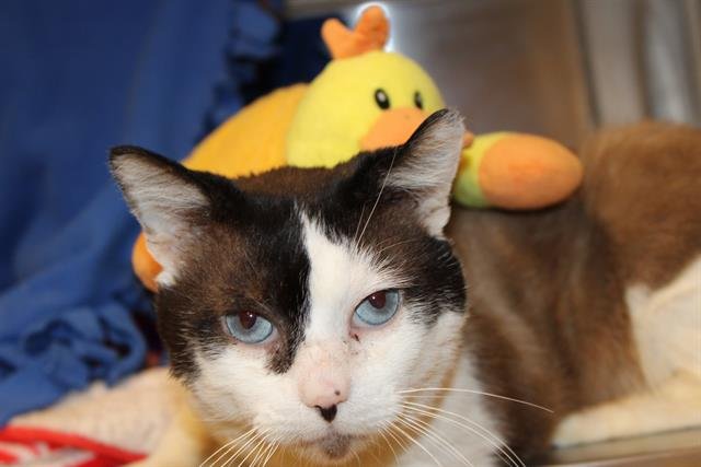 CHOCO TACO - Snowshoe available for adoption