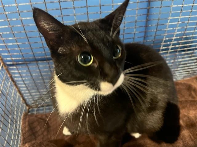 AURORA - Domestic Short Hair available for adoption