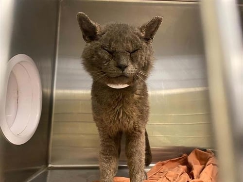 LOOTI - Domestic Short Hair available for adoption