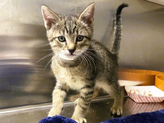 SWITCH - Domestic Short Hair available for adoption