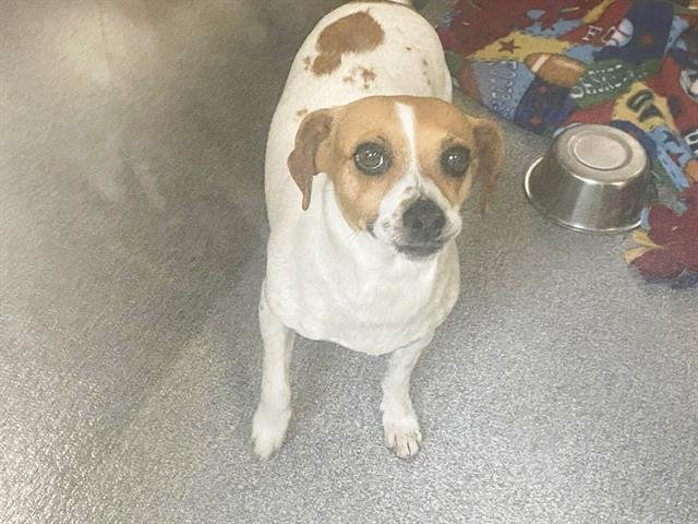 NEBULA - Parson Russell Terrier available for adoption