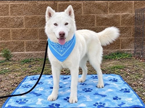 KENDALL - Siberian Husky available for adoption