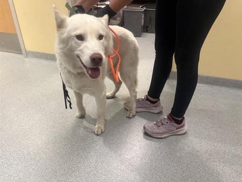 KENDALL - Siberian Husky available for adoption