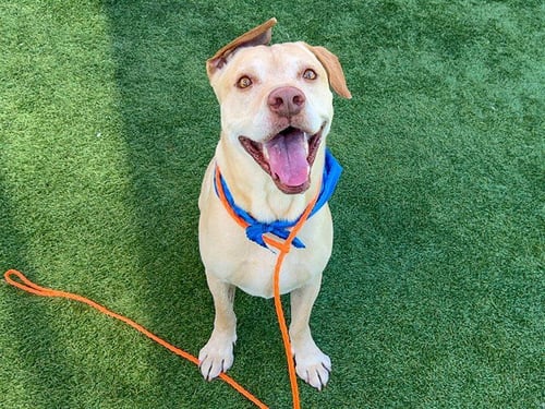 TAHOE - German Shepherd Dog / Pit Bull Terrier available for adoption
