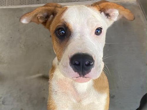 PINECONE - Australian Cattle Dog/Blue Heeler / Labrador Retriever available for adoption