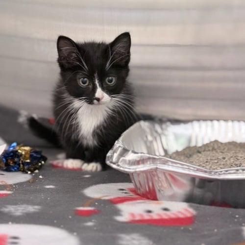 TEENY - Domestic Short Hair available for adoption