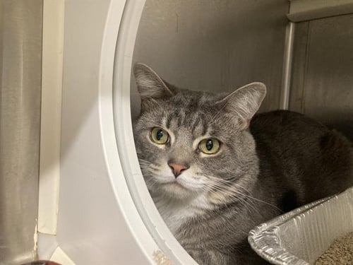 BECKINGHAM - Domestic Short Hair available for adoption