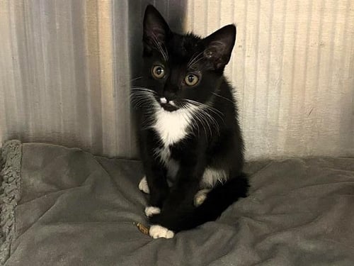 FELECITY - Domestic Short Hair available for adoption