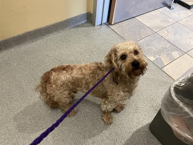 RENNER - Poodle (Miniature) / Cocker Spaniel available for adoption