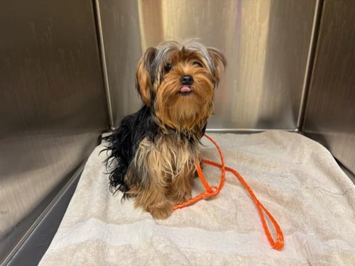 DANIELLE - Yorkshire Terrier Yorkie available for adoption