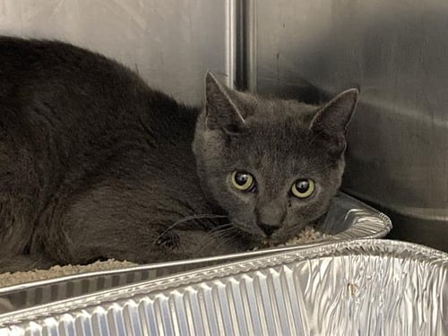 MAVERICK - Domestic Short Hair available for adoption